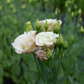 Lisianthus Beige Neo