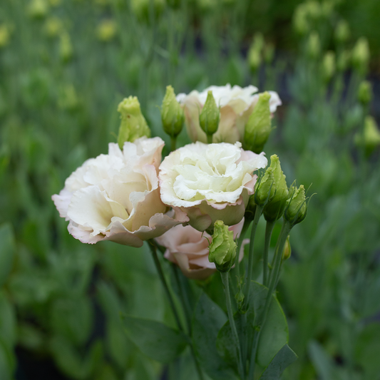 Lisianthus Beige Neo