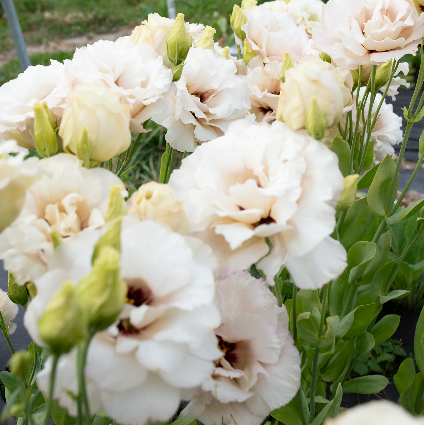 Lisianthus 'Beige Neo'