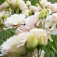 Lisianthus 'Beige Neo'