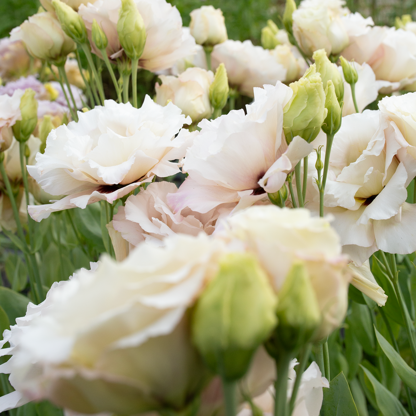 Lisianthus 'Beige Neo'