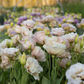 Lisianthus 'Beige Neo'