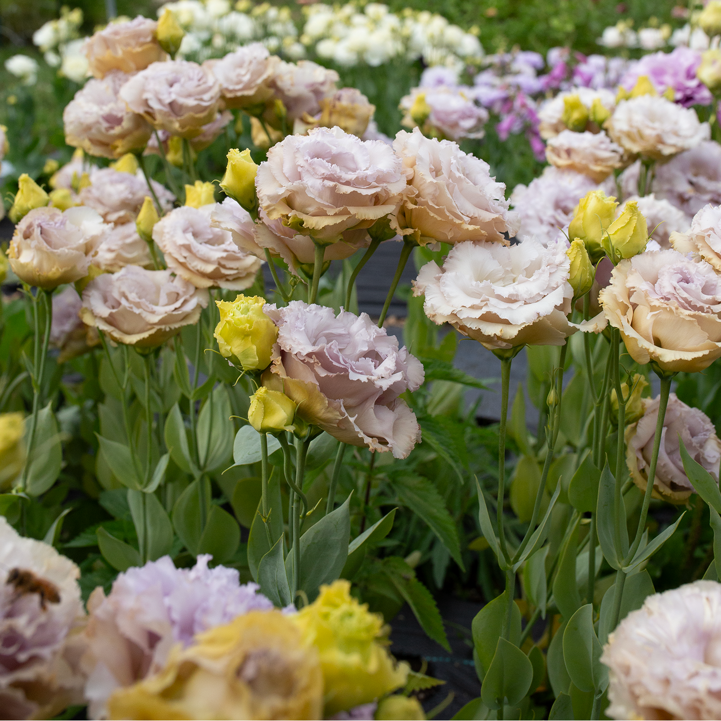 Lisianthus 'Blue Château'
