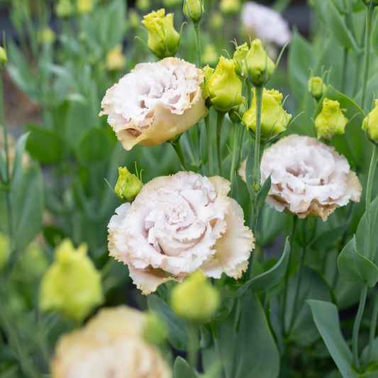 Lisianthus Blue Château