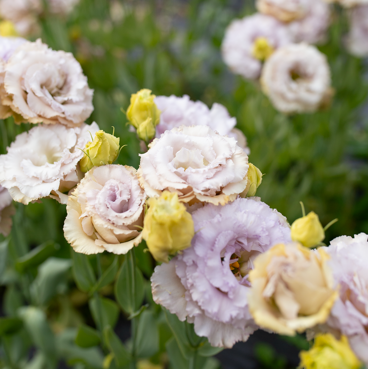 Lisianthus 'Blue Château'