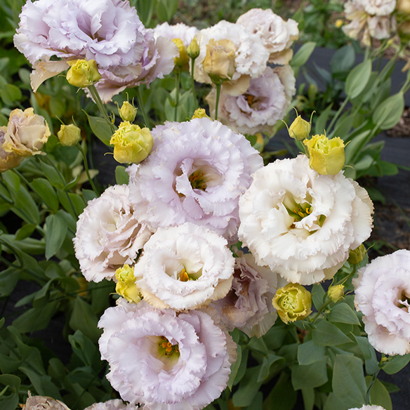 Lisianthus 'Blue Château'