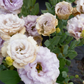 Lisianthus 'Blue Château'