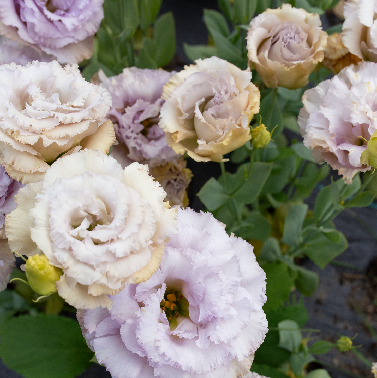Lisianthus 'Blue Château'