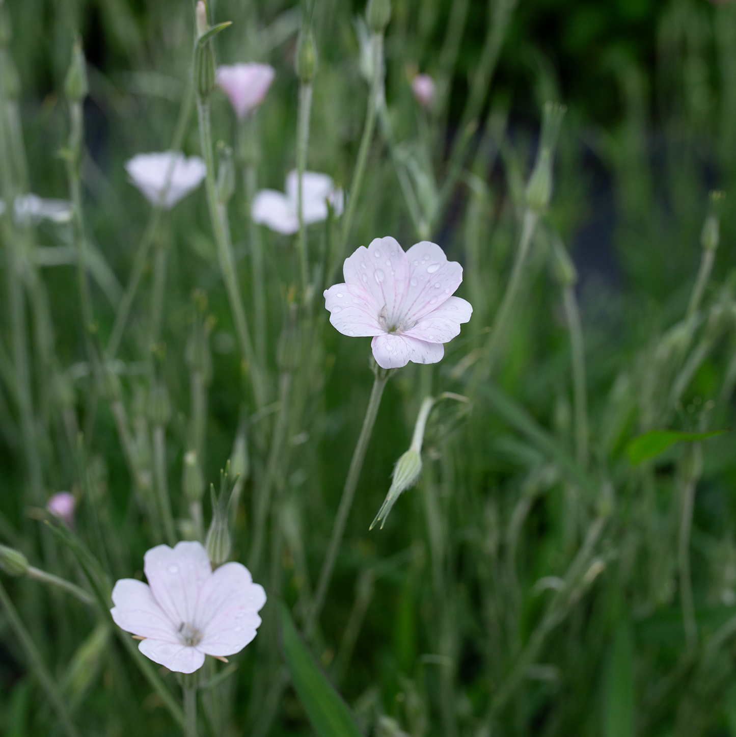 Corn Cockle 'Blossom Pearl'