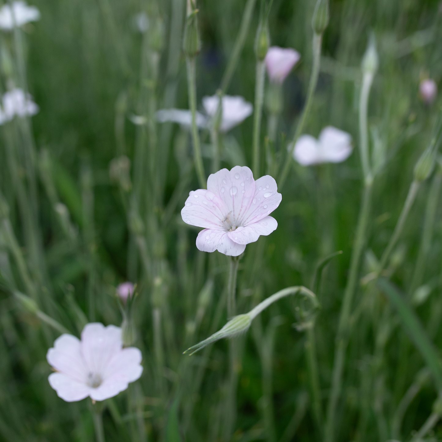 Corn Cockle 'Blossom Pearl'