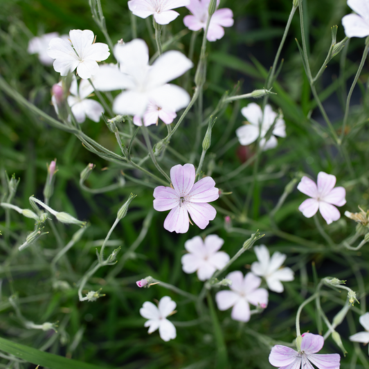 Corn Cockle 'Blossom Pearl'