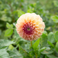 Dahlia 'Clearview Peachy'
