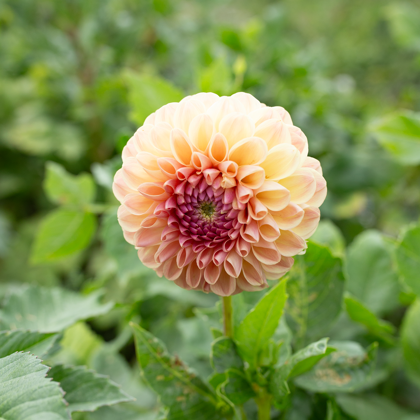 Dahlia 'Clearview Peachy'