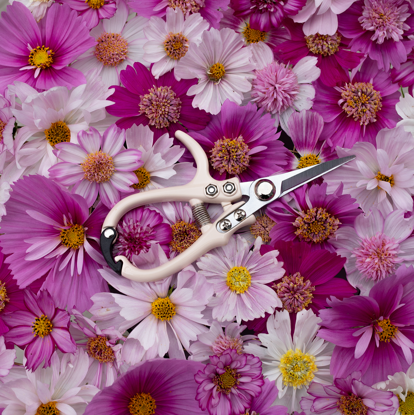 Flower Snips 'Café au Lait'