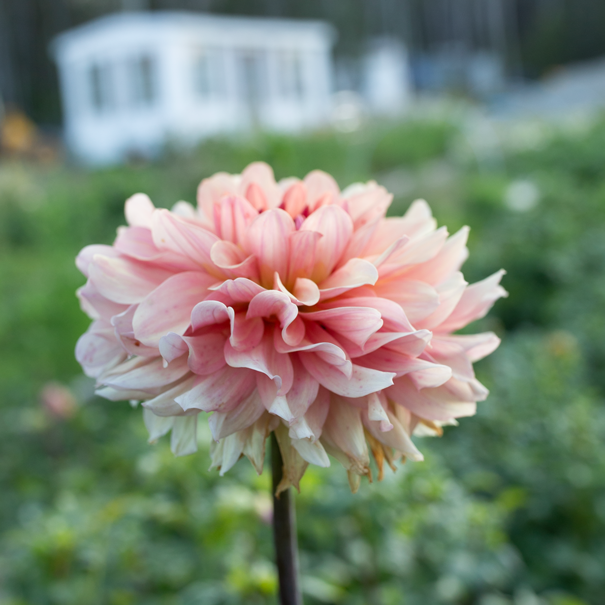 Dahlia 'Cara Elizabeth'