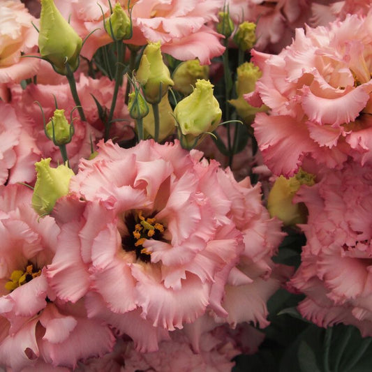 Lisianthus Salmon Pink
