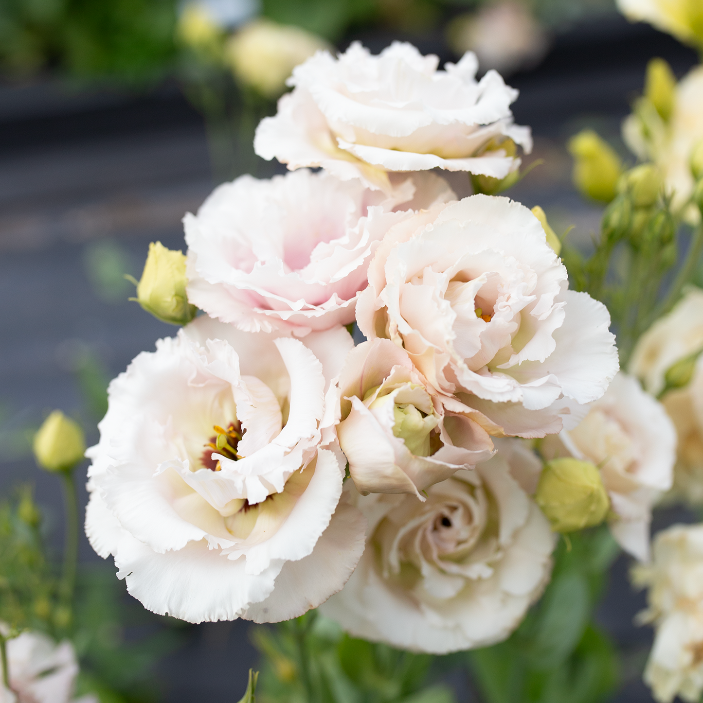 Lisianthus 'Cosmetic'