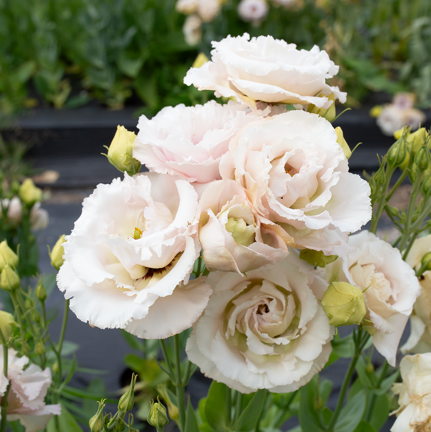 Lisianthus 'Cosmetic'