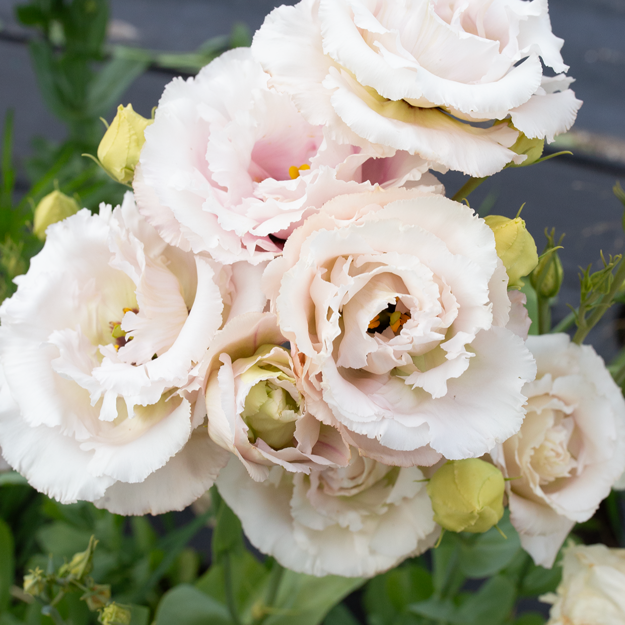 Lisianthus 'Cosmetic'