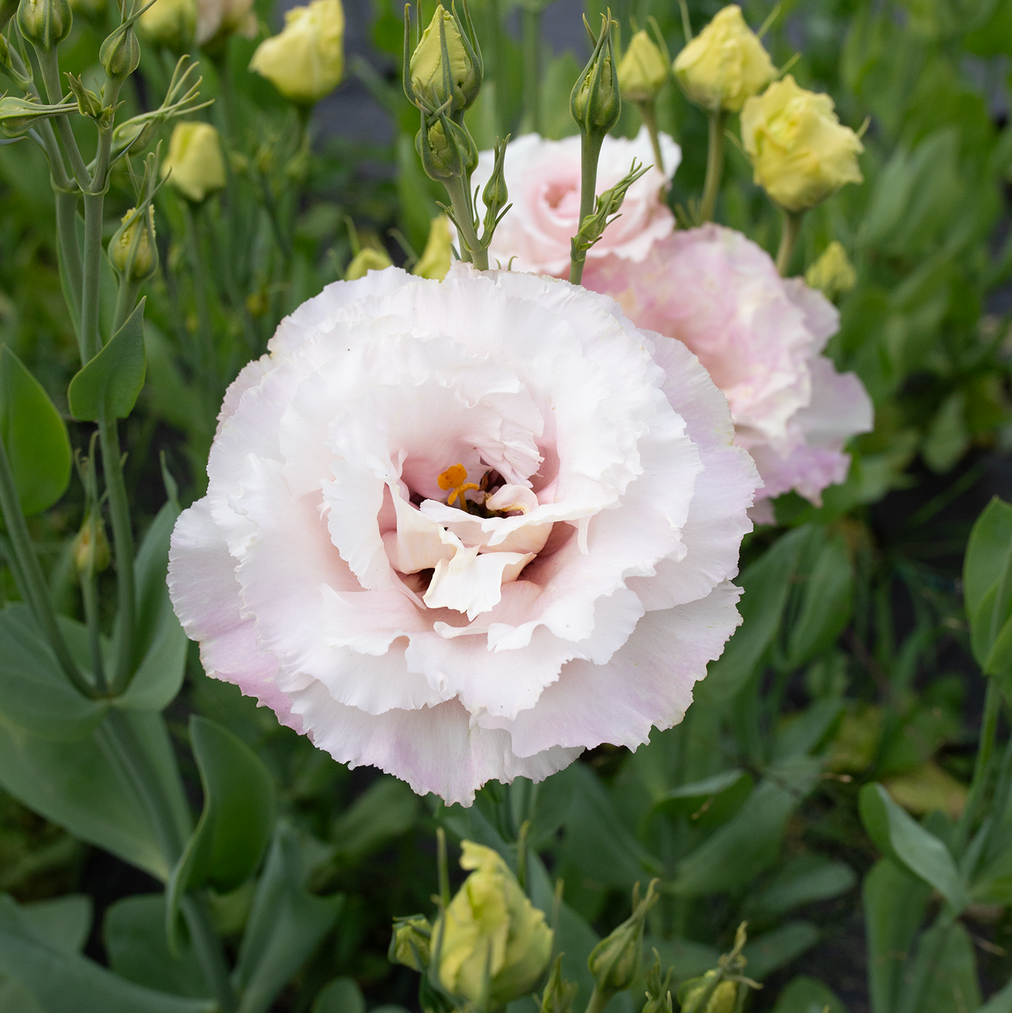 Lisianthus 'Cosmetic'
