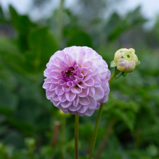 Dahlia 'Pixie'