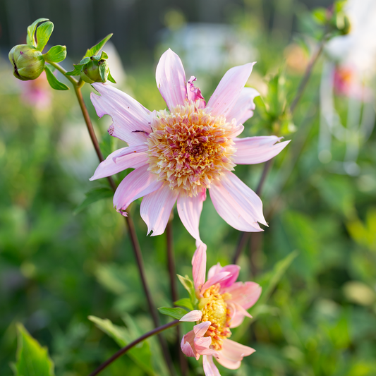 Dahlia 'Petal Spells'