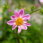 Dahlia 'Petal Spells'