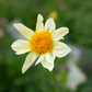 Dahlia 'Petal Spells'