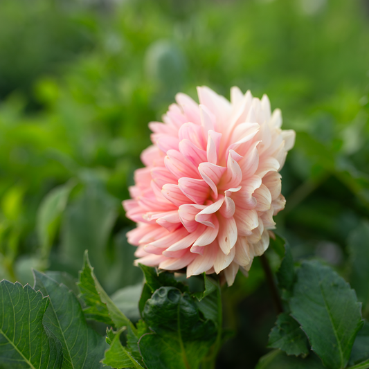 Dahlia 'Fawn'