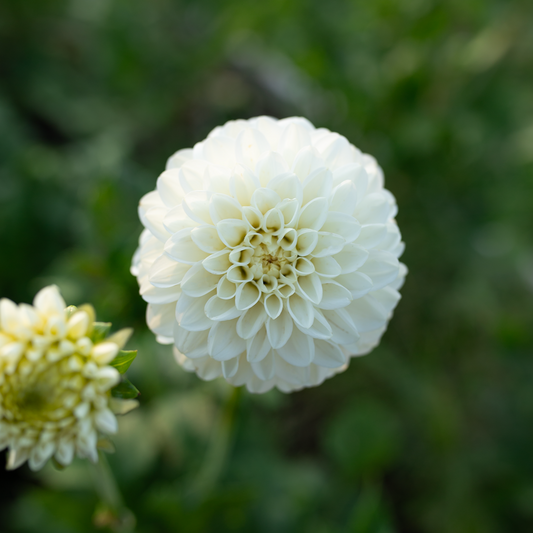 Dahlia 'Fernclif Artica'