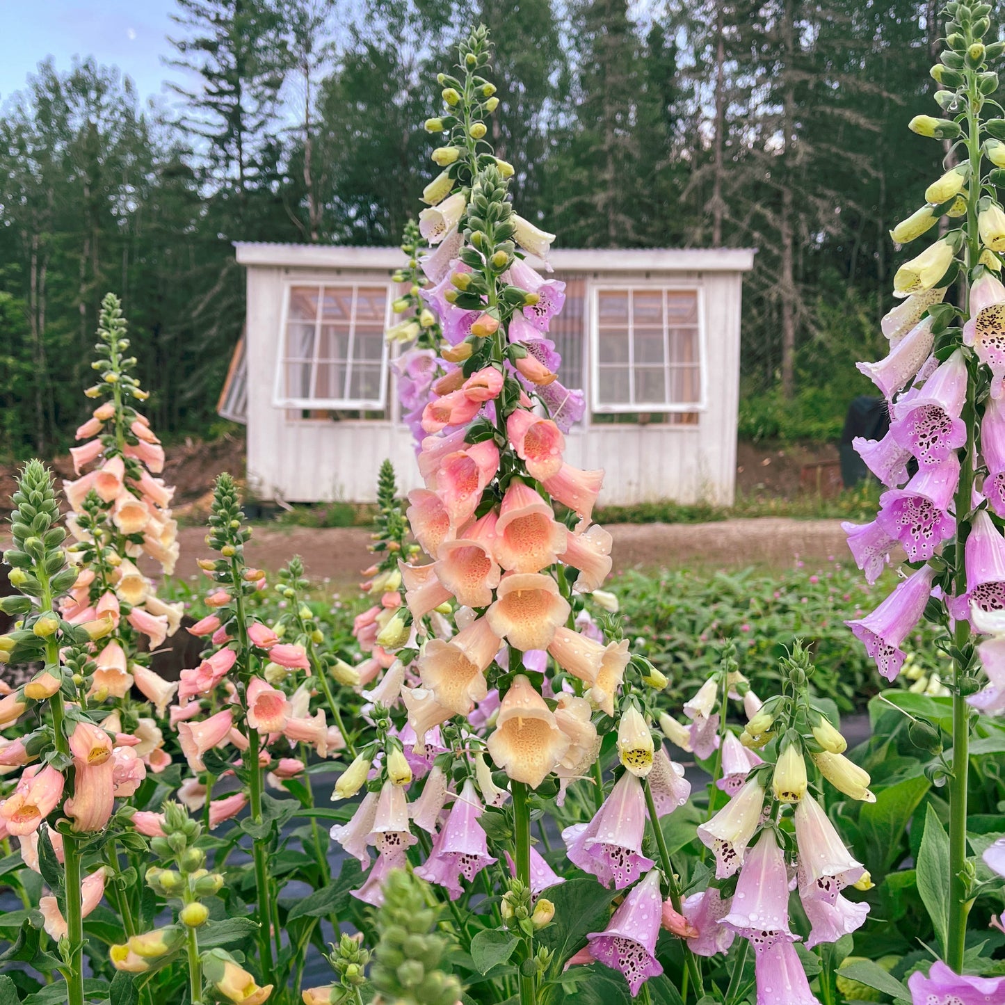 Foxgloves 'Fairytale'