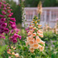 Foxgloves 'Fairytale'