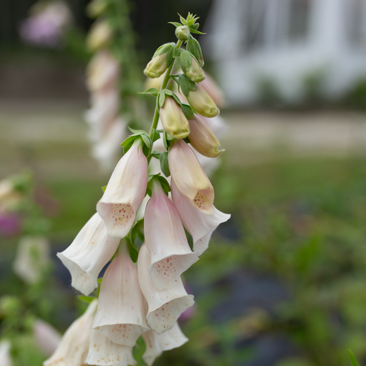Foxgloves 'Fairytale'