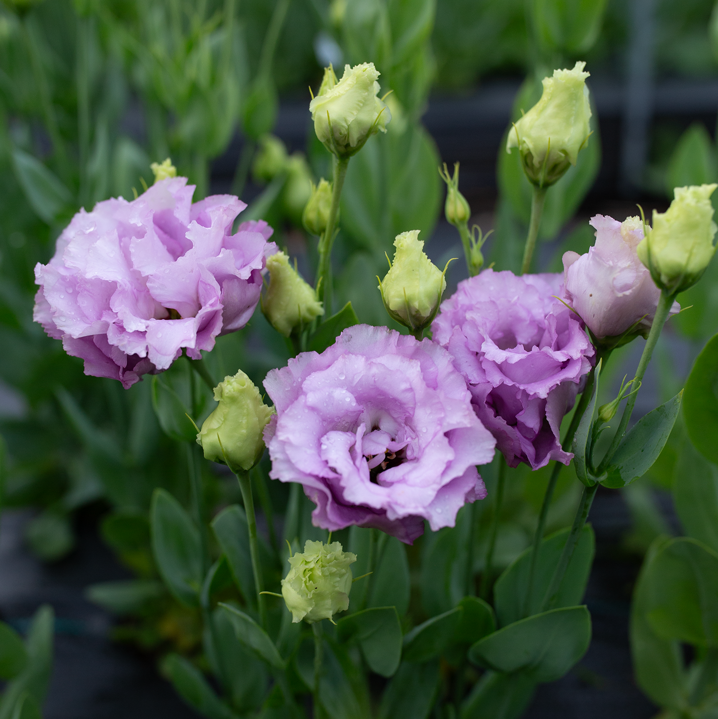 Lisianthus Grape