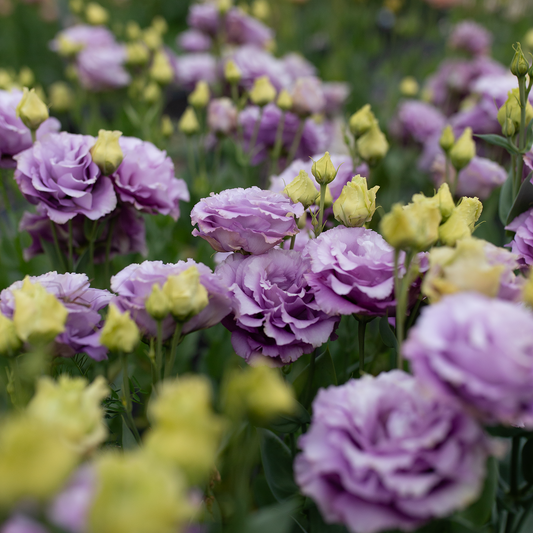 Lisianthus 'Grape'
