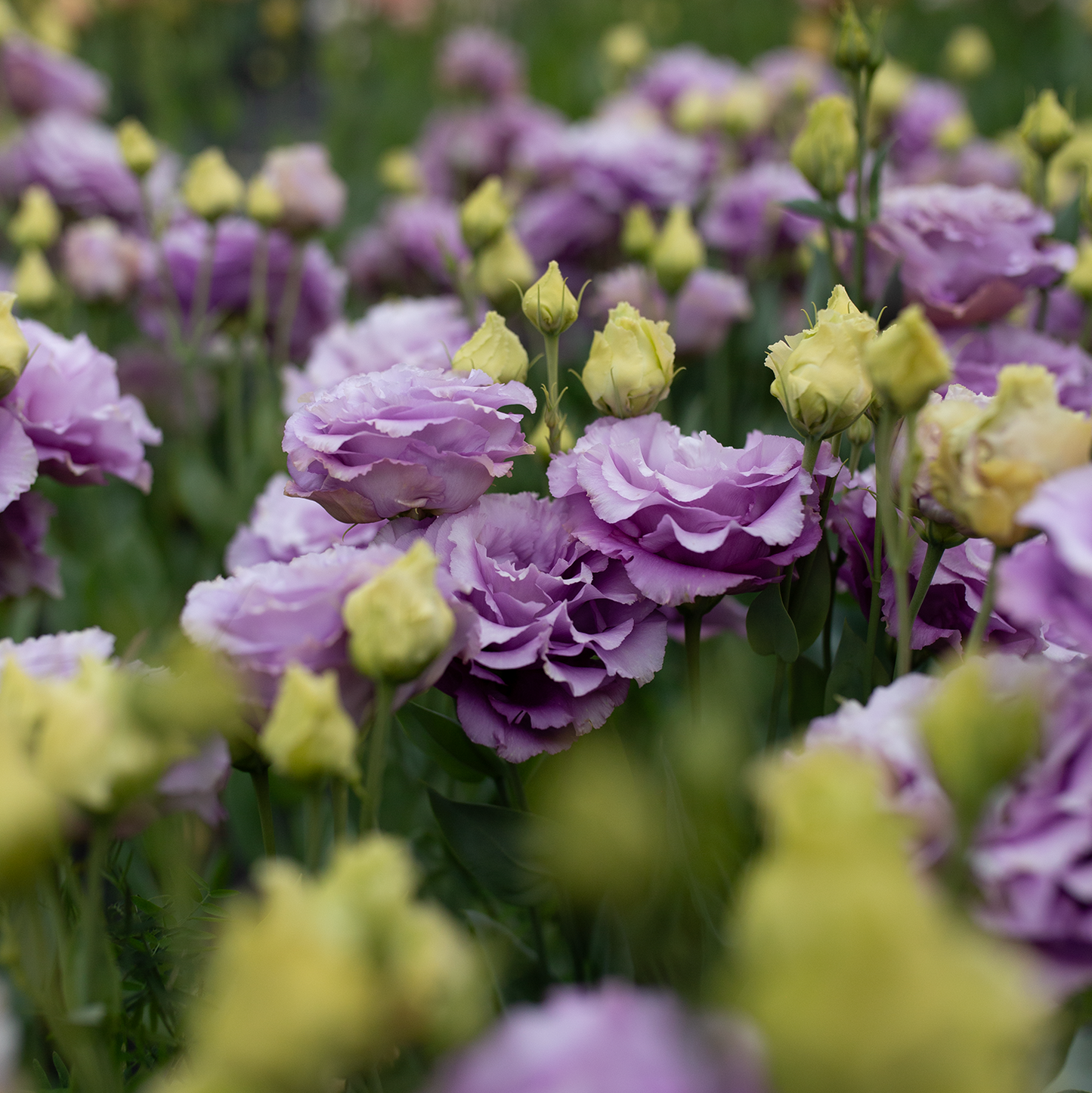 Lisianthus 'Grape'