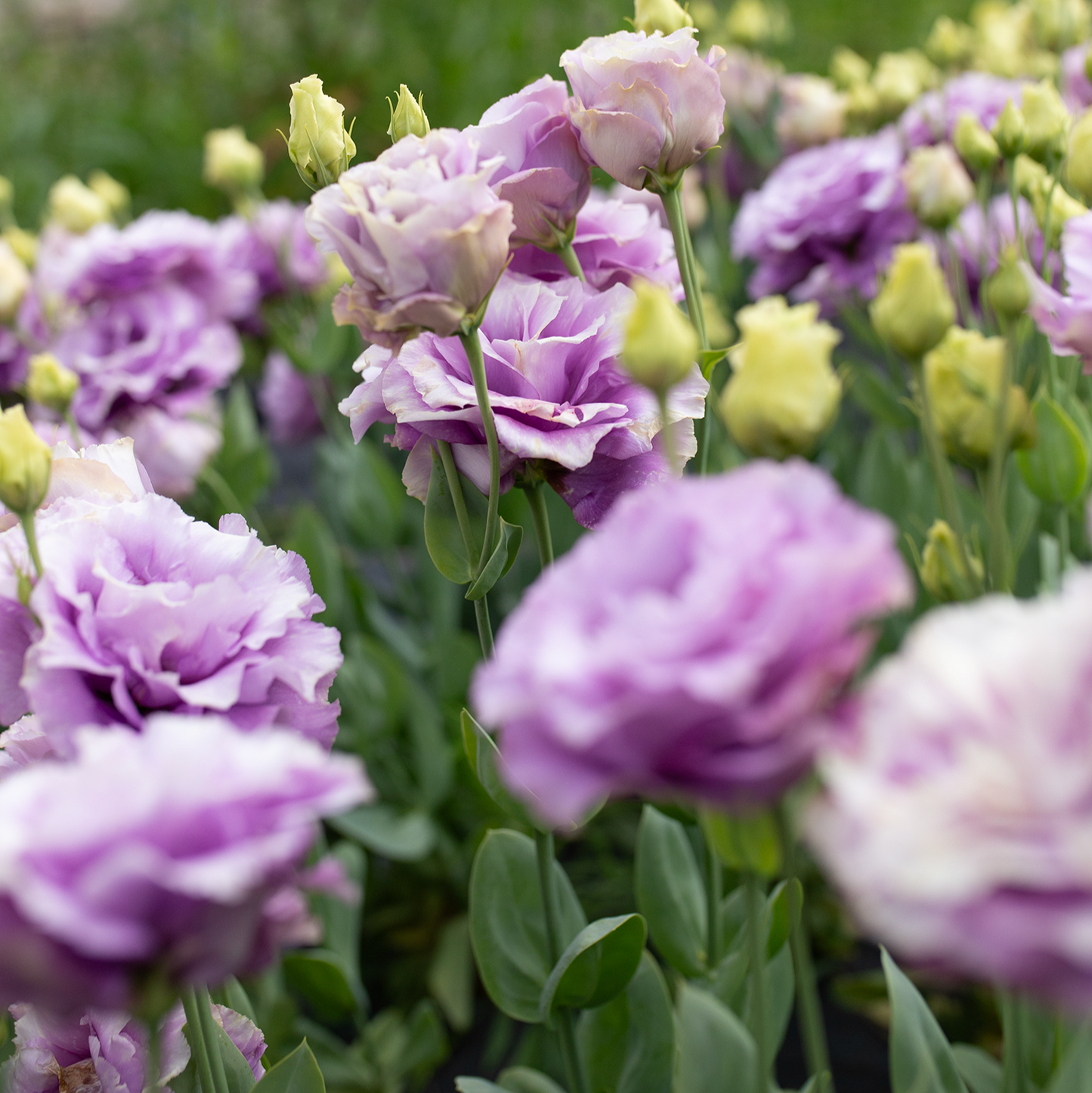Lisianthus 'Grape'