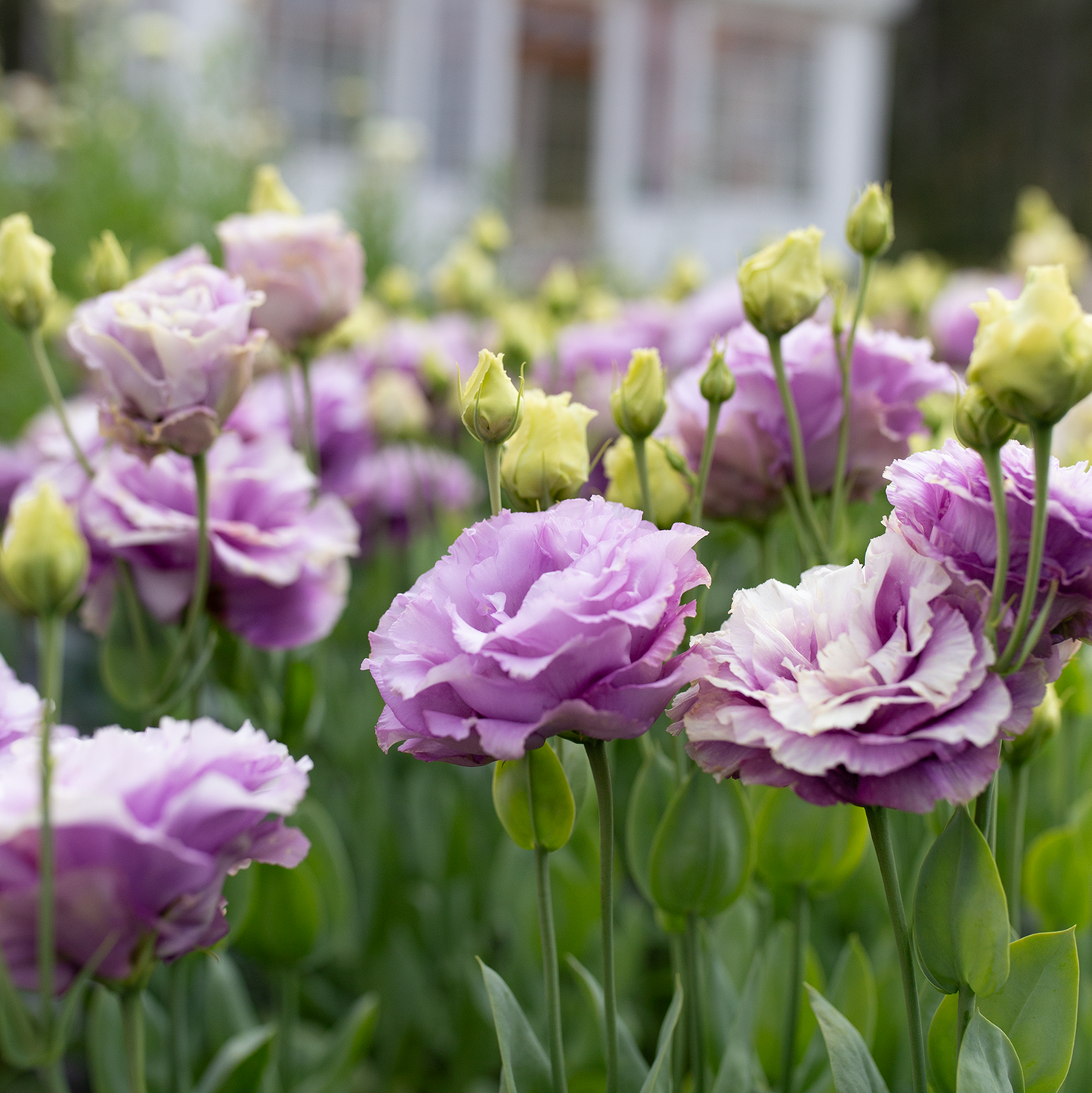 Lisianthus 'Grape'
