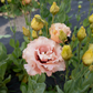 Lisianthus 'Honey Pink'