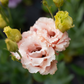 Lisianthus 'Honey Pink'