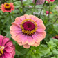 Zinnia Field Blend