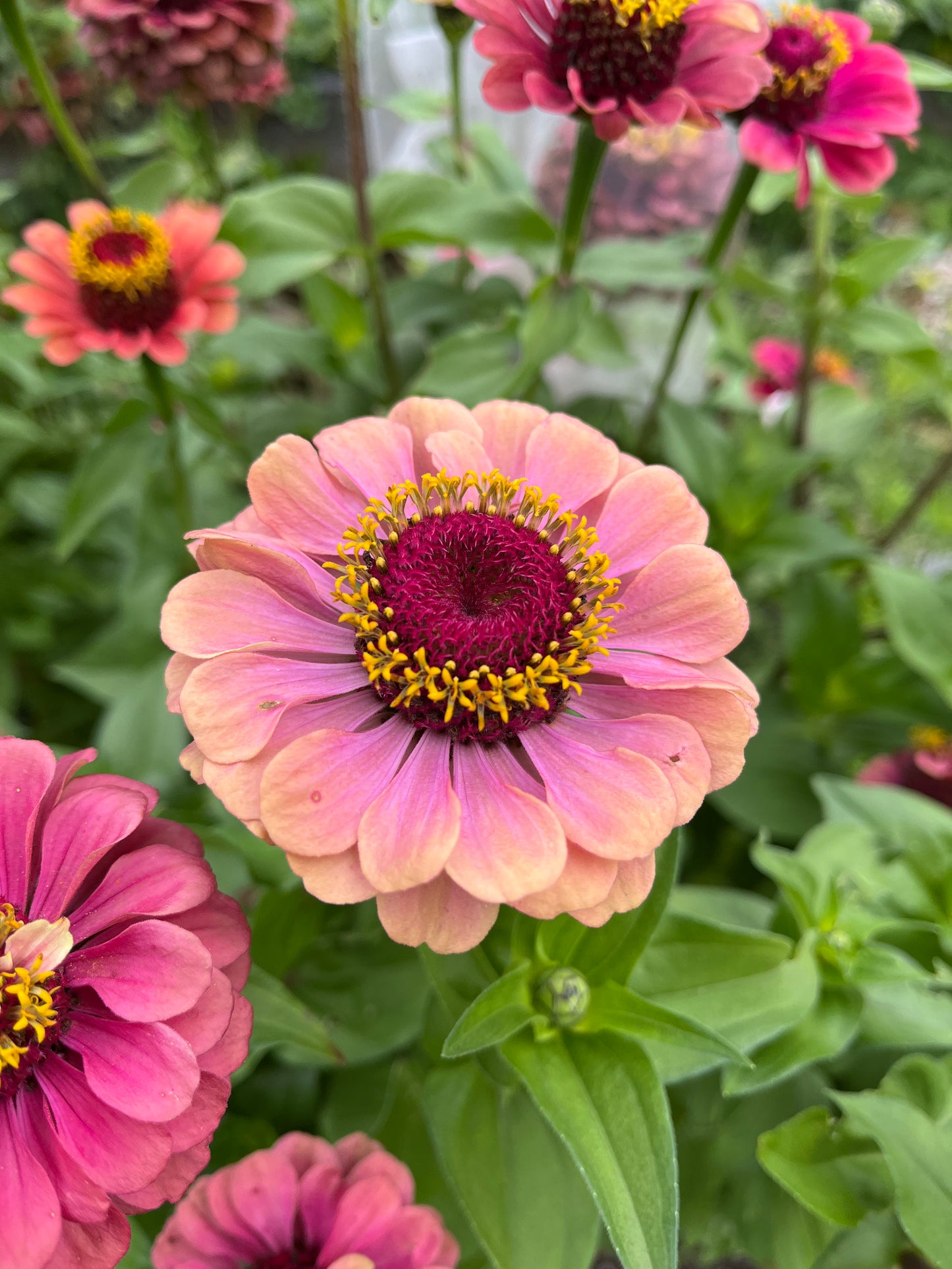 Zinnia Field Blend