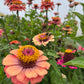 Zinnia Field Blend