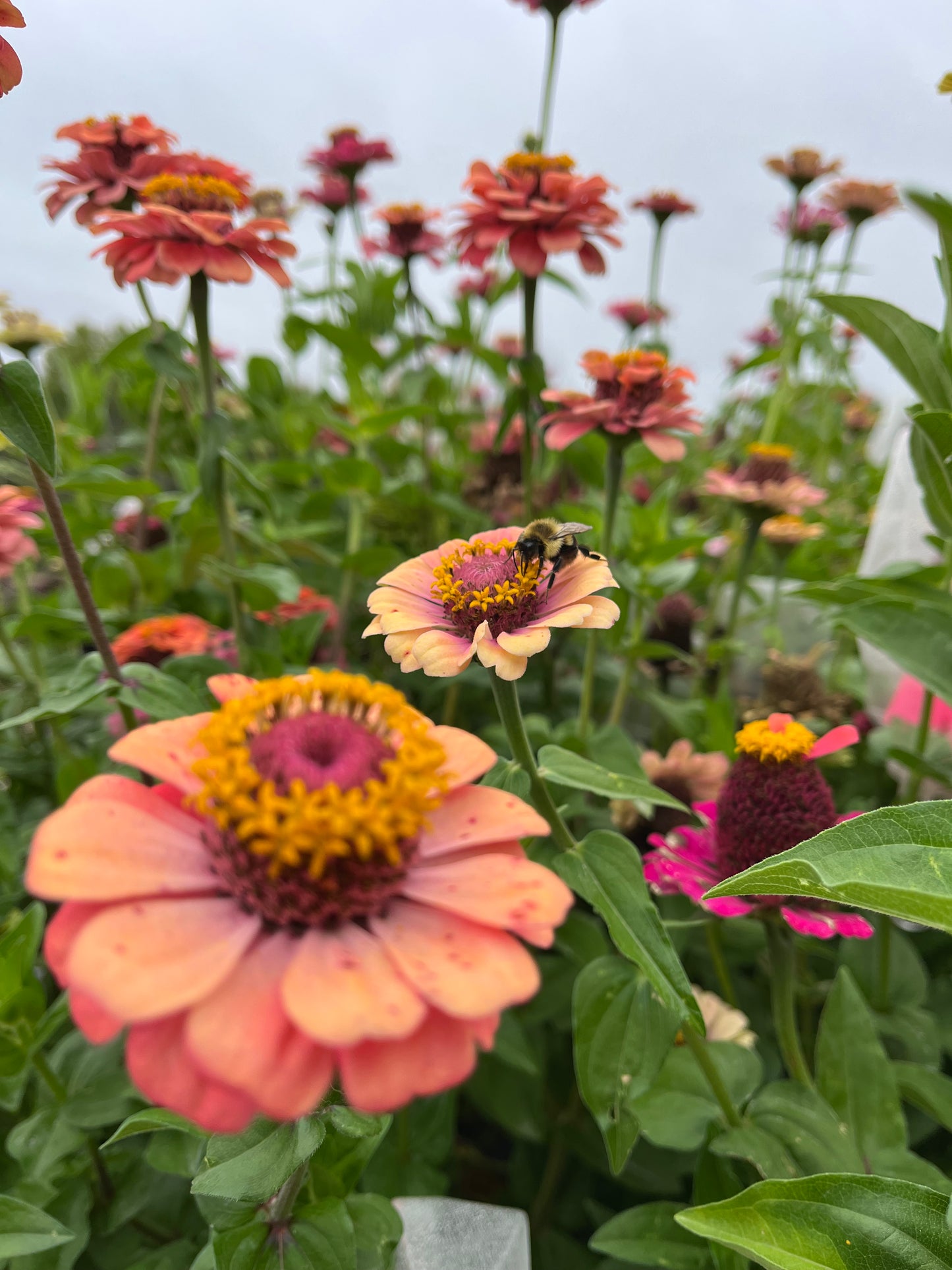 Zinnia Field Blend