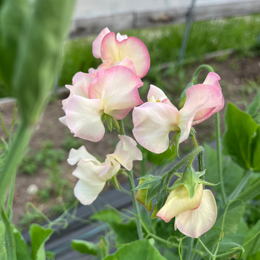 Sweet Pea 'Pastel'
