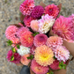 Cut-Flower Dahlia Collection