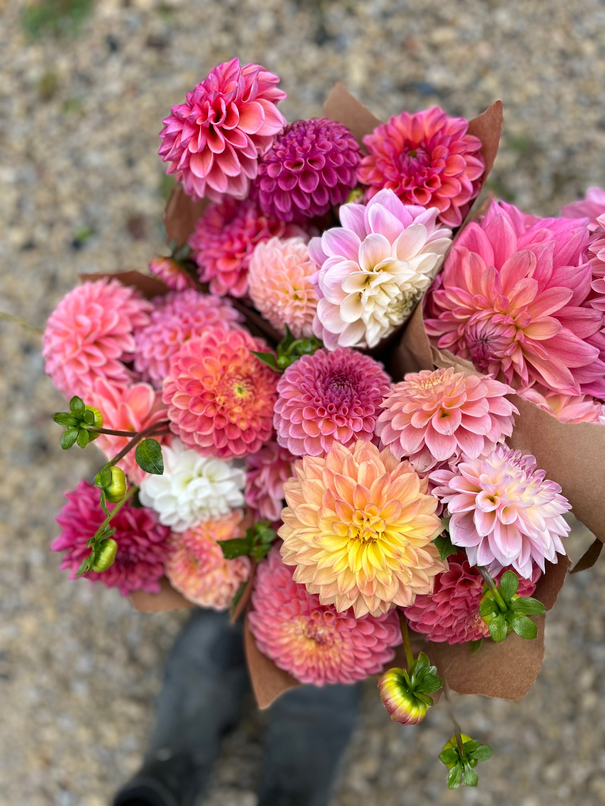 Bouquet Subscription DAHLIAS