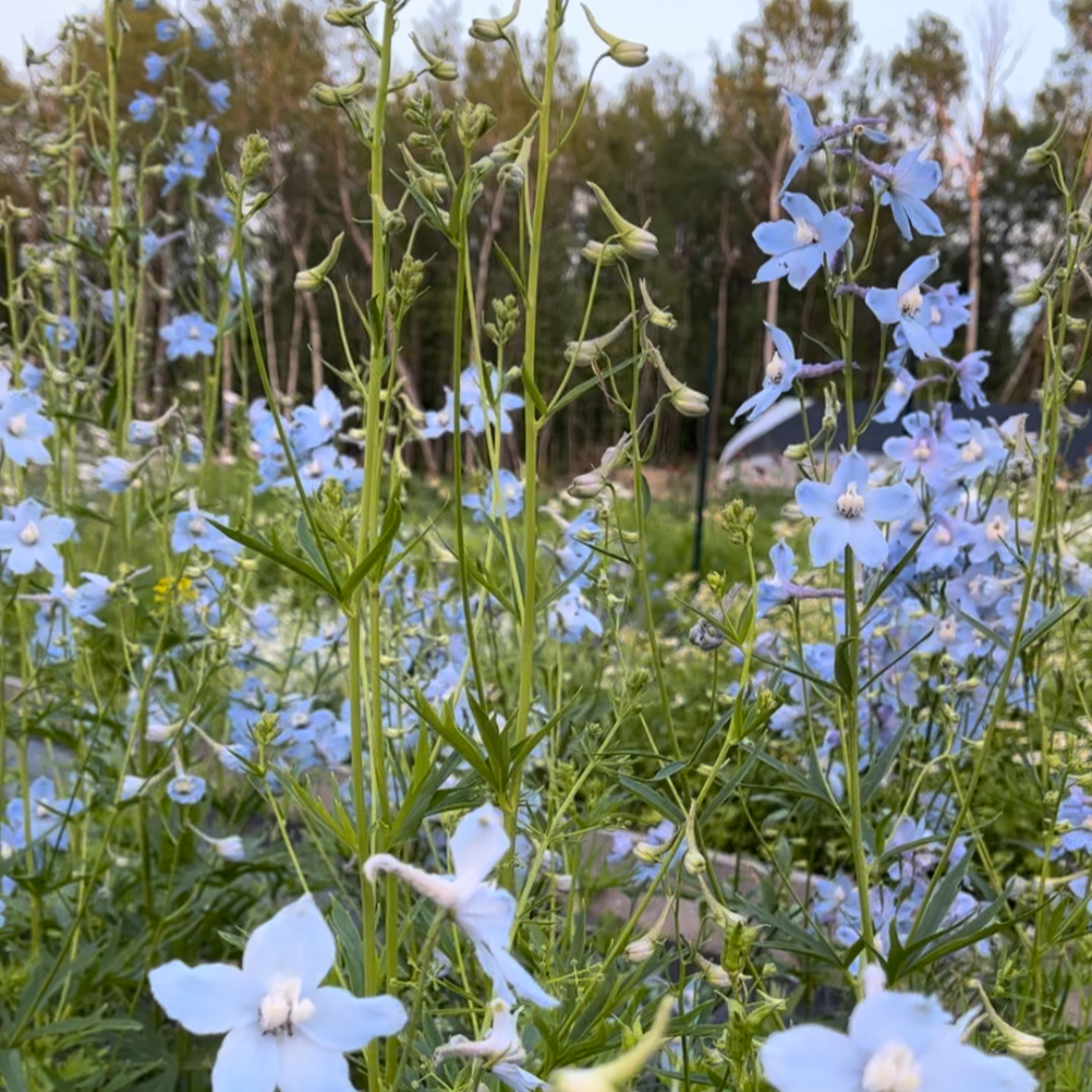 Delphinium 'Cliveden Beauty'