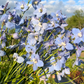 Delphinium 'Cliveden Beauty'