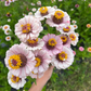 Zinnia 'Ballerina Pastels'